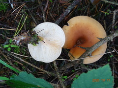Paralepista