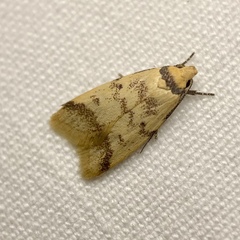 Heteroteucha anthodora