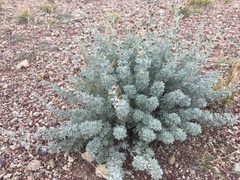 Artemisia rutifolia