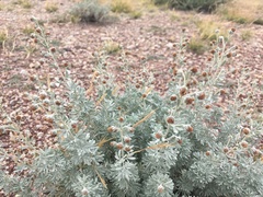 Artemisia rutifolia