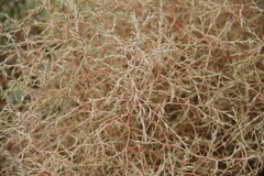 Petrosimonia triandra