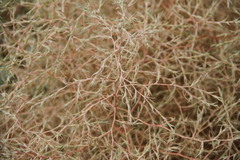 Petrosimonia triandra