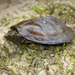 Flattened Musk Turtle - Photo (c) John P Friel, some rights reserved (CC BY), uploaded by John P Friel