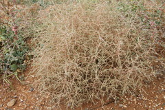 Petrosimonia triandra