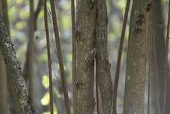 Certhia familiaris