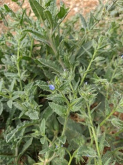 Anchusa arvensis orientalis