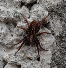 Alopecosa pulverulenta