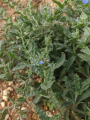 Anchusa arvensis orientalis