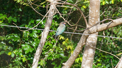 Eurystomus orientalis pacificus