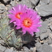 Echinocactus horizonthalonius horizonthalonius - Photo (c) Guadalupe CR, some rights reserved (CC BY-NC), uploaded by Guadalupe CR