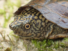 Sternotherus depressus