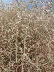 Petrosimonia triandra