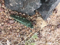 Angaracris barabensis