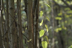 Certhia familiaris