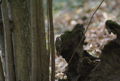 Certhia familiaris