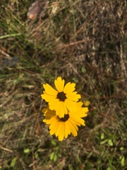 Coreopsis linifolia