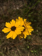 Coreopsis linifolia
