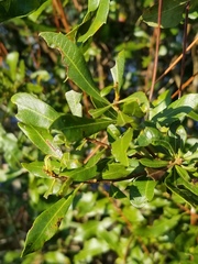 Morella cerifera image
