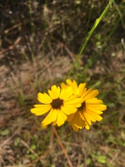 Coreopsis linifolia