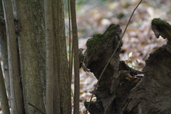 Certhia familiaris