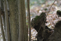 Certhia familiaris