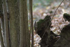 Certhia familiaris