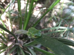 Ranoidea barringtonensis