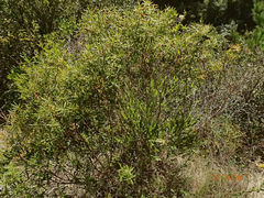 Veronica stenophylla
