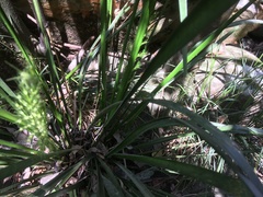 Ranoidea barringtonensis