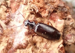 Dromius