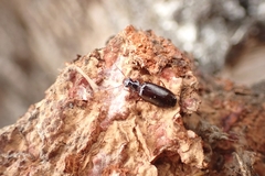 Dromius