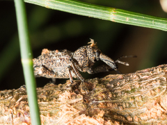 Orthorhinus