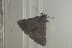 Hypena sordidula