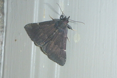 Hypena sordidula