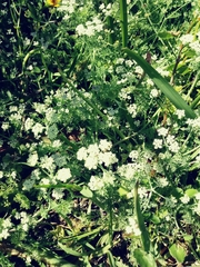 Dasispermum suffruticosum