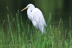 Ardea alba