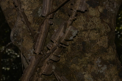 Mezoneuron brachycarpum