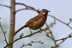 Pterorhinus sannio