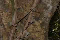 Mezoneuron brachycarpum