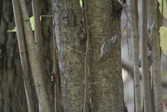 Certhia familiaris
