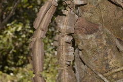 Mezoneuron brachycarpum