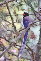 Urocissa erythroryncha