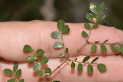 Mezoneuron brachycarpum