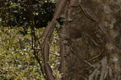 Mezoneuron brachycarpum
