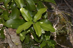 Corynocarpus rupestris rupestris