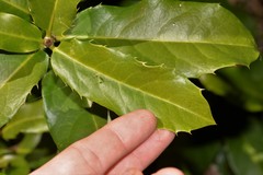 Corynocarpus rupestris rupestris