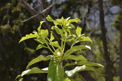 Corynocarpus rupestris rupestris
