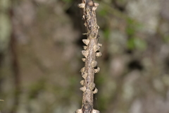 Mezoneuron brachycarpum