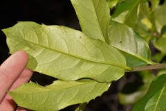 Corynocarpus rupestris rupestris