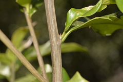 Corynocarpus rupestris rupestris
